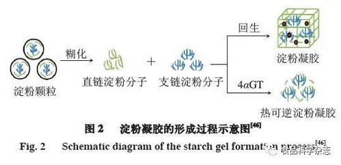 食品科学 GH77家族4 α 糖基转移酶在淀粉改性中应用的研究进展
